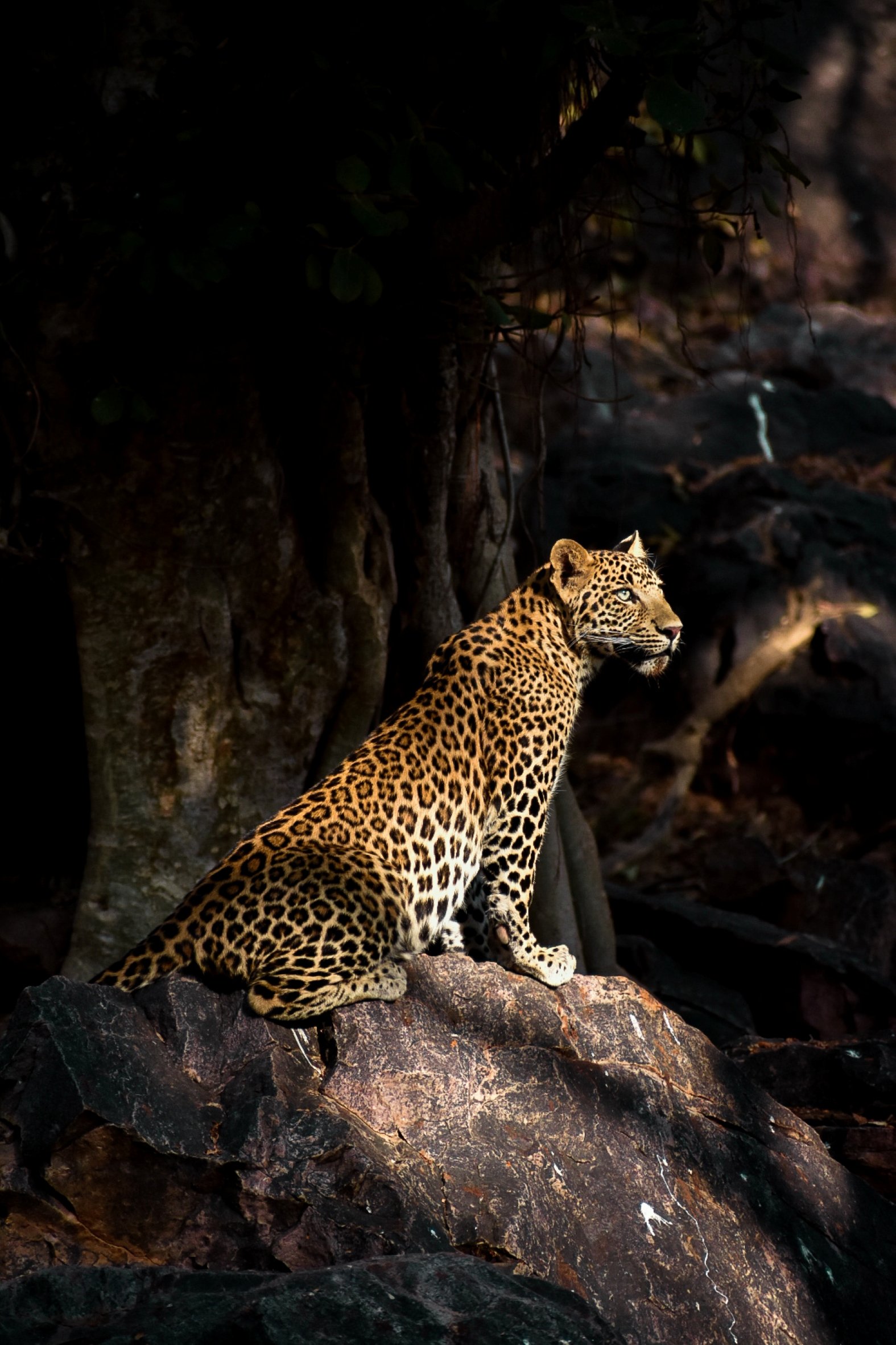 Jawai Leopard Photo